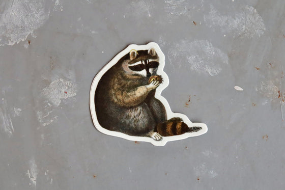 Sticker - Unbothered Raccoon